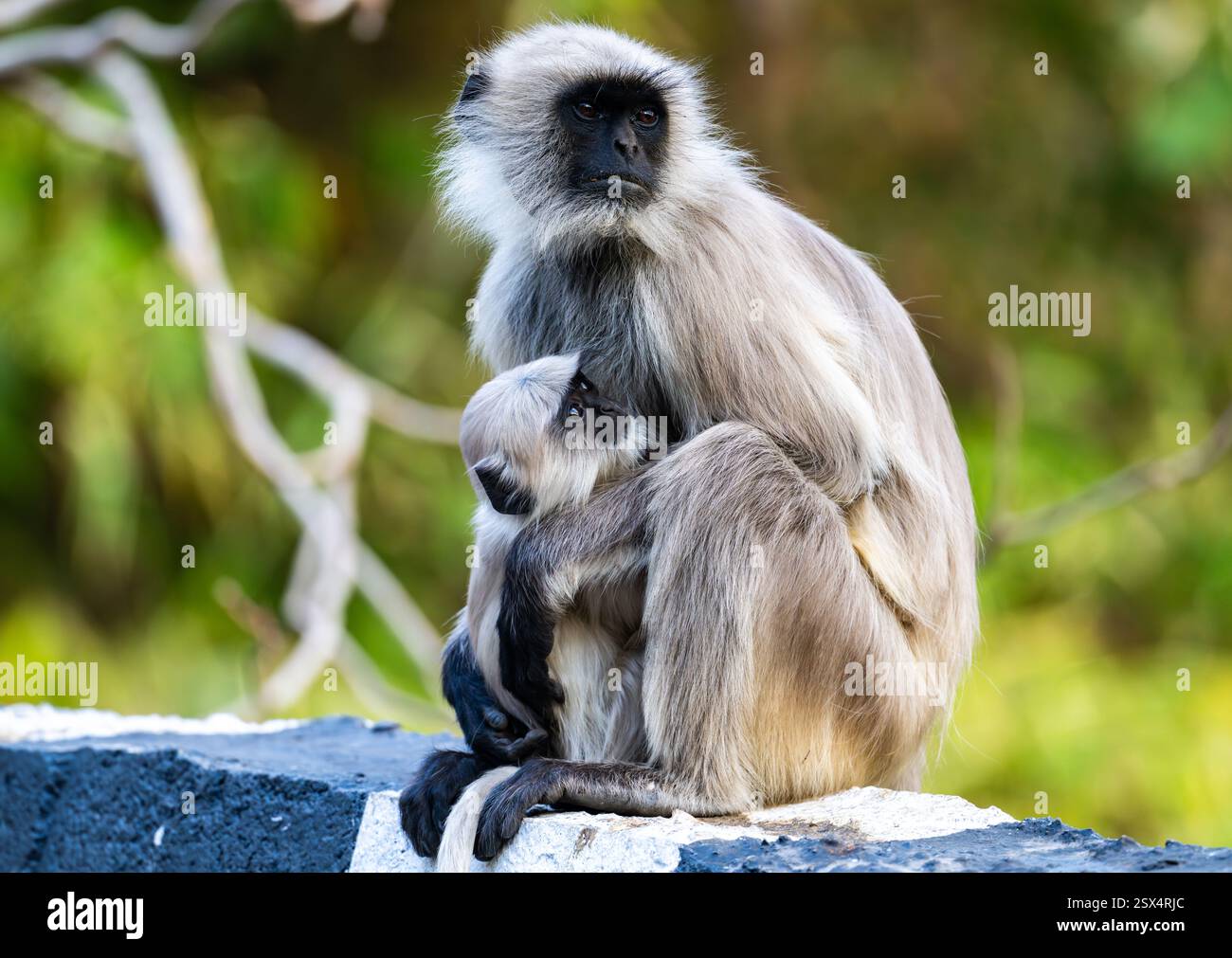 Langur sacré du Bengale (Semnopithecus entellus) mère avec un bébé. Mount Abu, Rajasthan, Inde. Banque D'Images