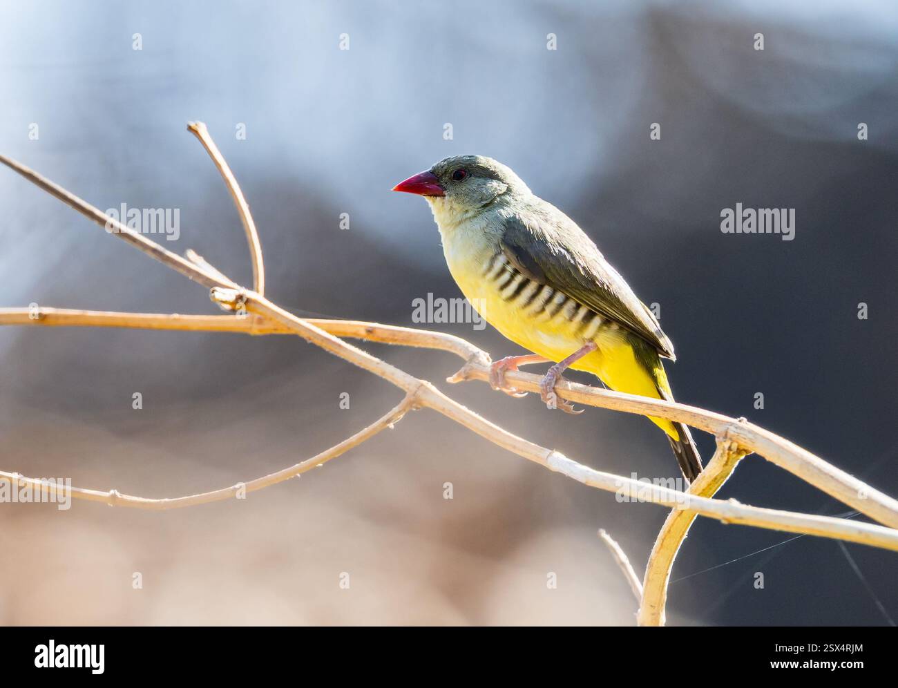 Un Avadavat vert mâle (Amandava formosa) perché sur une branche. Rajasthan, Inde. Banque D'Images