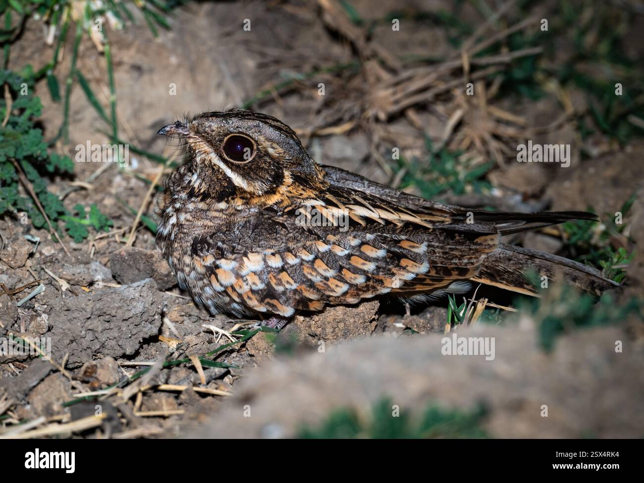 Un Nightjar indien (Caprimulgus asiaticus) assis sur terre la nuit. Rajasthan, Inde. Banque D'Images