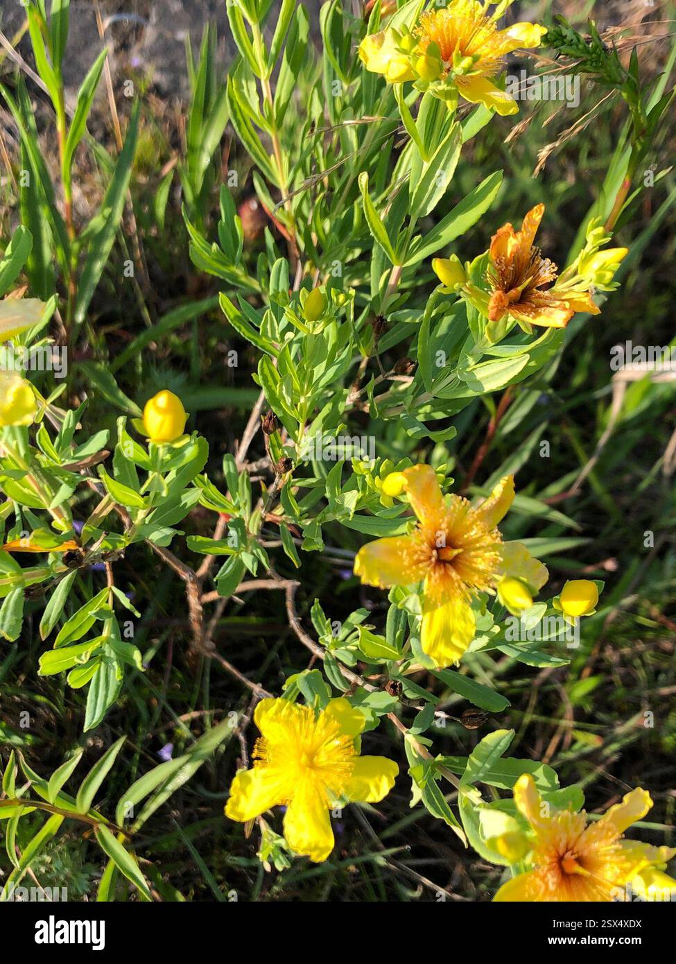 Kalm's-Wort (Hypericum kalmianum), Plantae, Lake Huron, South Bruce Peninsula, ON, ENV Banque D'Images