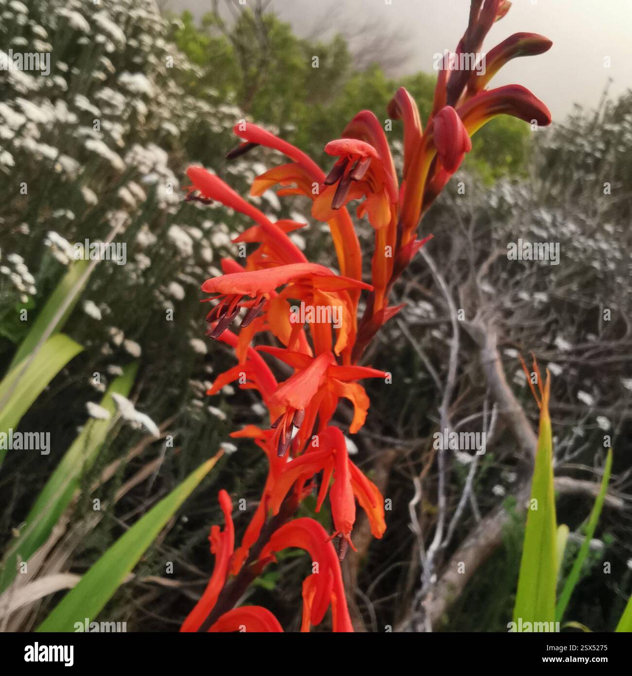 Drapeau africain (Chasmanthe floribunda), Plantae, Hout Bay, Cape Town, 7872, Afrique du Sud Banque D'Images