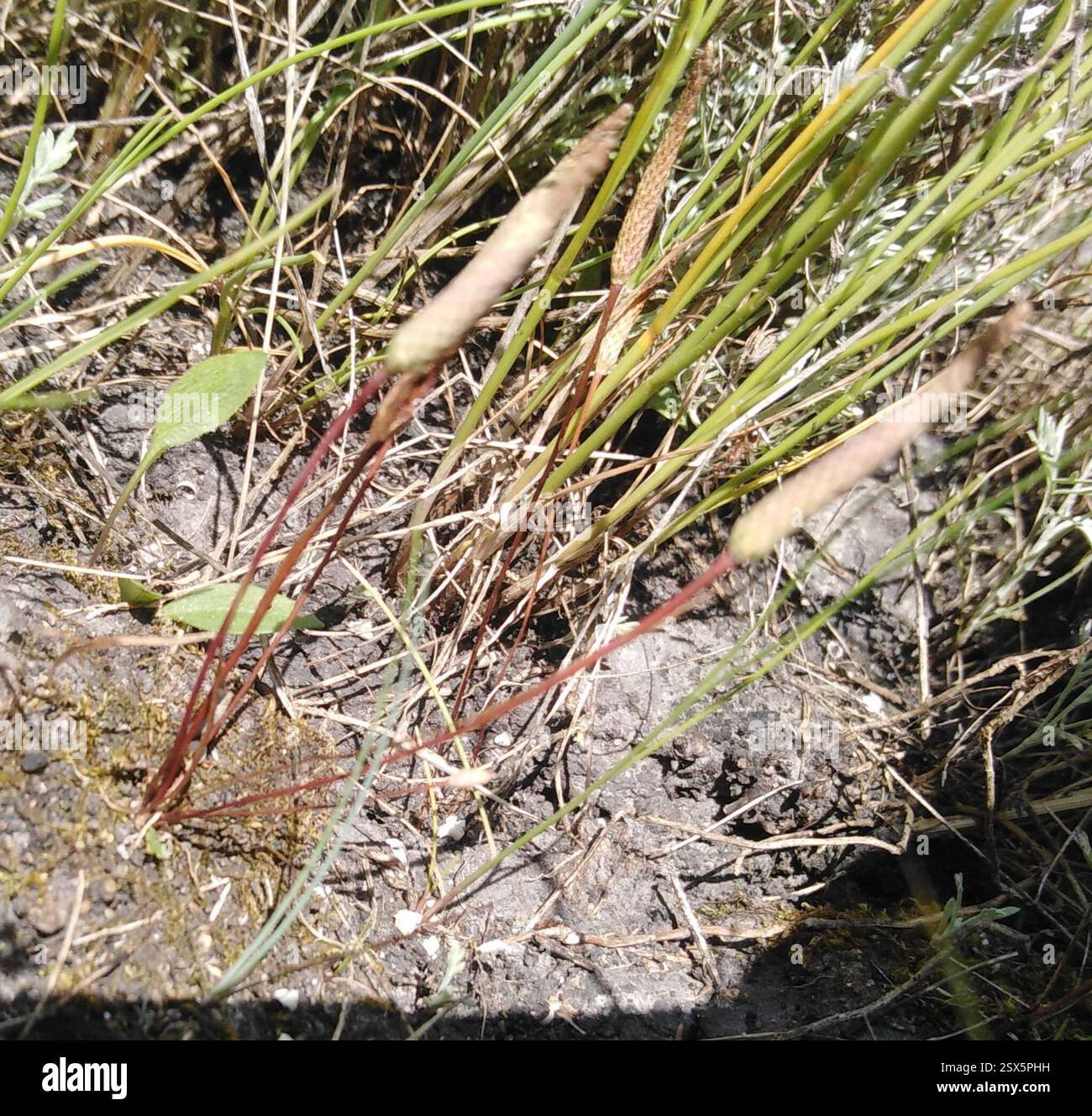 Petite queue de mousette (Myosurus minimus), Plantae, Кондольский р-н, Пензенская обл., Россия Banque D'Images