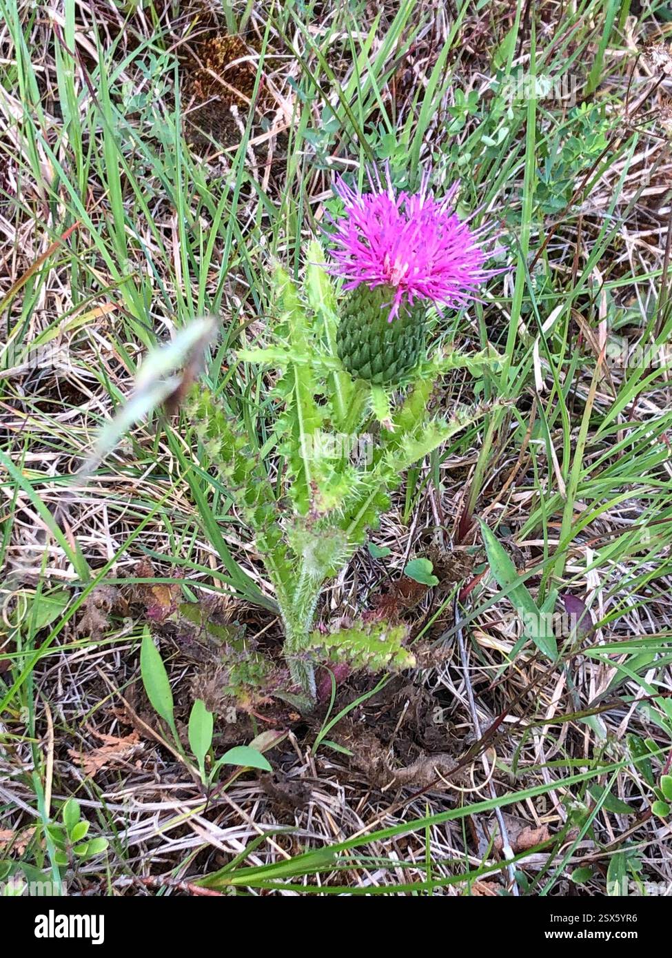 Chardon de pâturage (Cirsium pumilum), Plantae, réserve naturelle de St Jean point, South Bruce Peninsula, ON, CA Banque D'Images