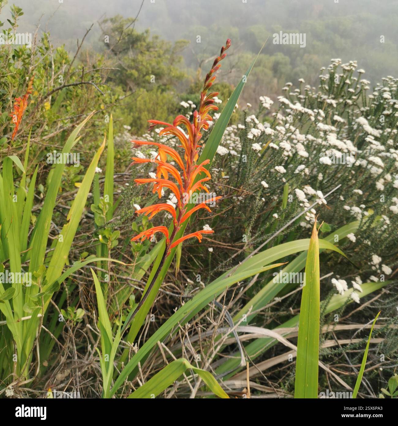 Drapeau africain (Chasmanthe floribunda), Plantae, Hout Bay, Cape Town, 7872, Afrique du Sud Banque D'Images