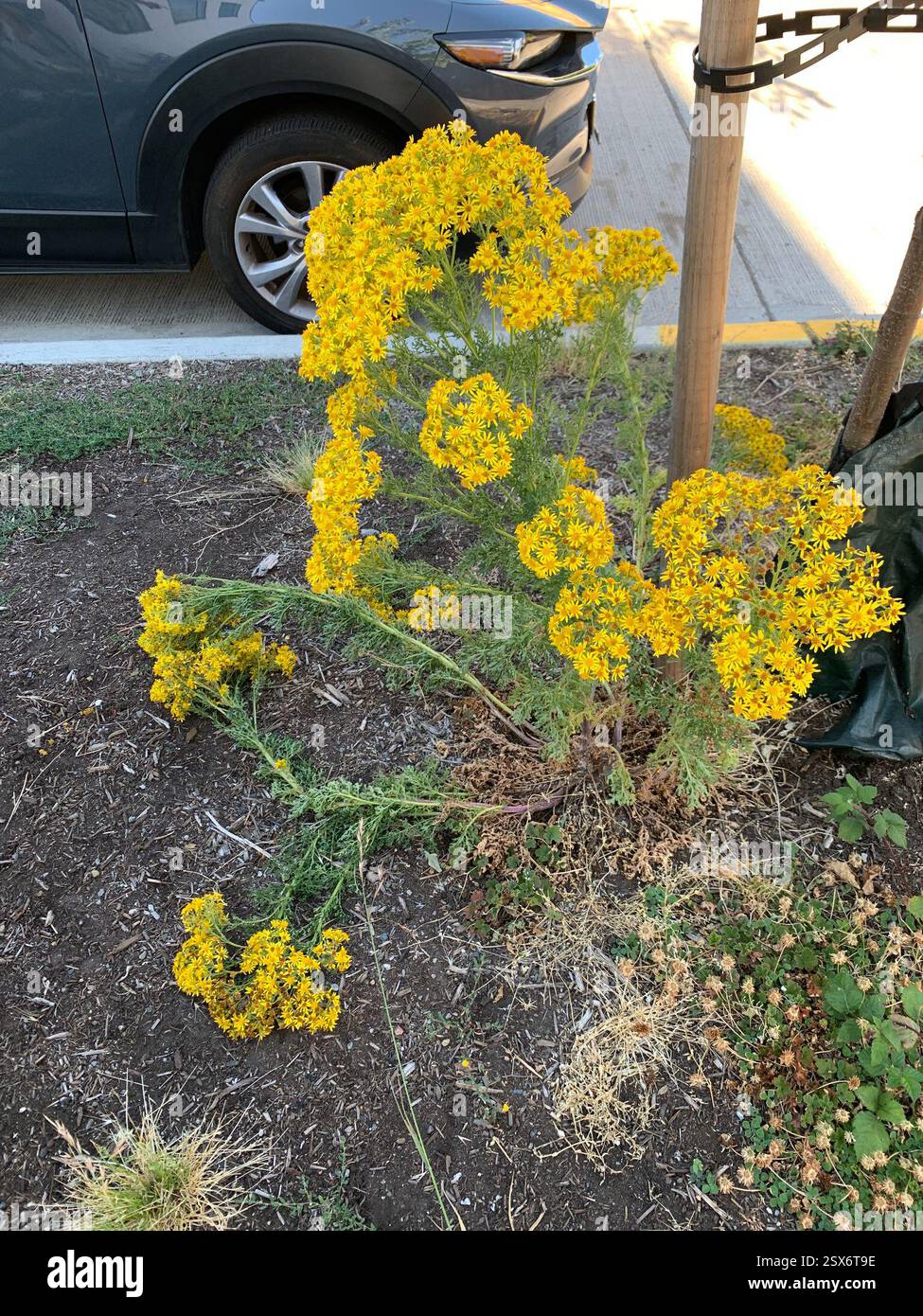 Ragwort (Jacobaea vulgaris), Plantae, Washington, US, bande de plantation Banque D'Images