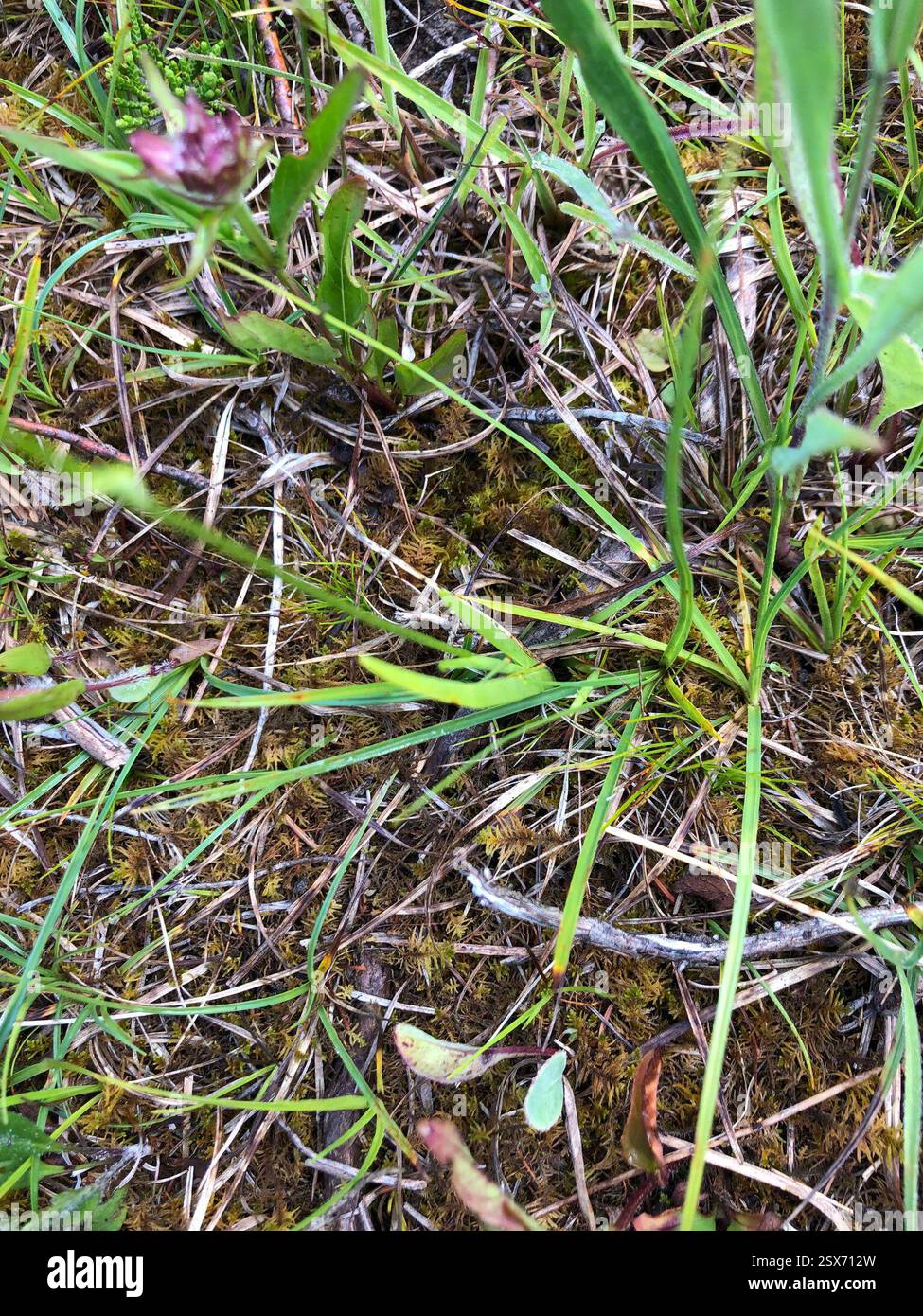 Faux ashodel collant (Triantha glutinosa), Plantae, réserve naturelle de St Jean point, South Bruce Peninsula, ON, CA Banque D'Images