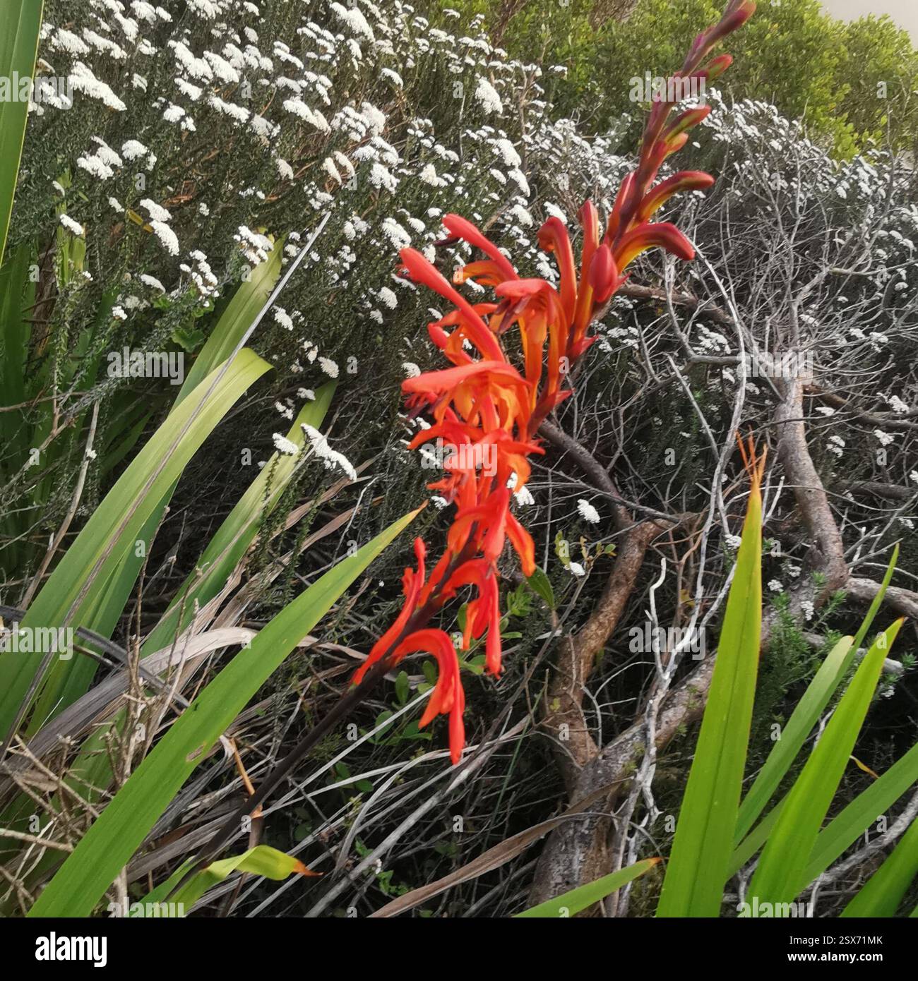 Drapeau africain (Chasmanthe floribunda), Plantae, Hout Bay, Cape Town, 7872, Afrique du Sud Banque D'Images