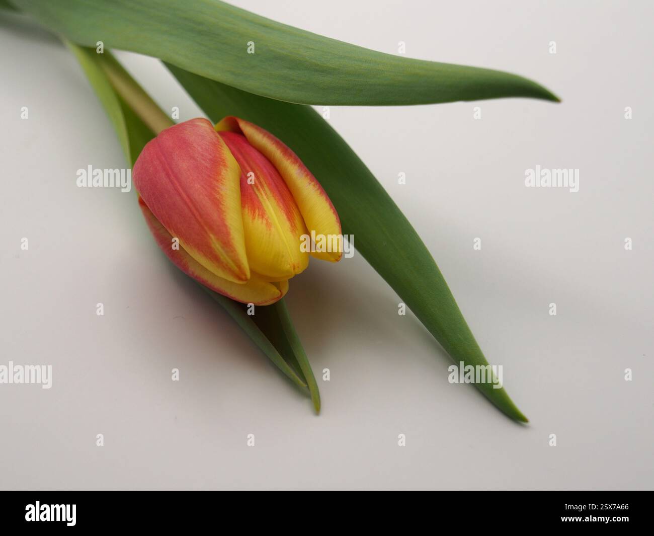 Gros plan isolé d’une tulipe de jardin rouge et jaune (tulipa gesneriana) ou d’une tulipe de Didier vue d’un angle sur fond blanc. Banque D'Images
