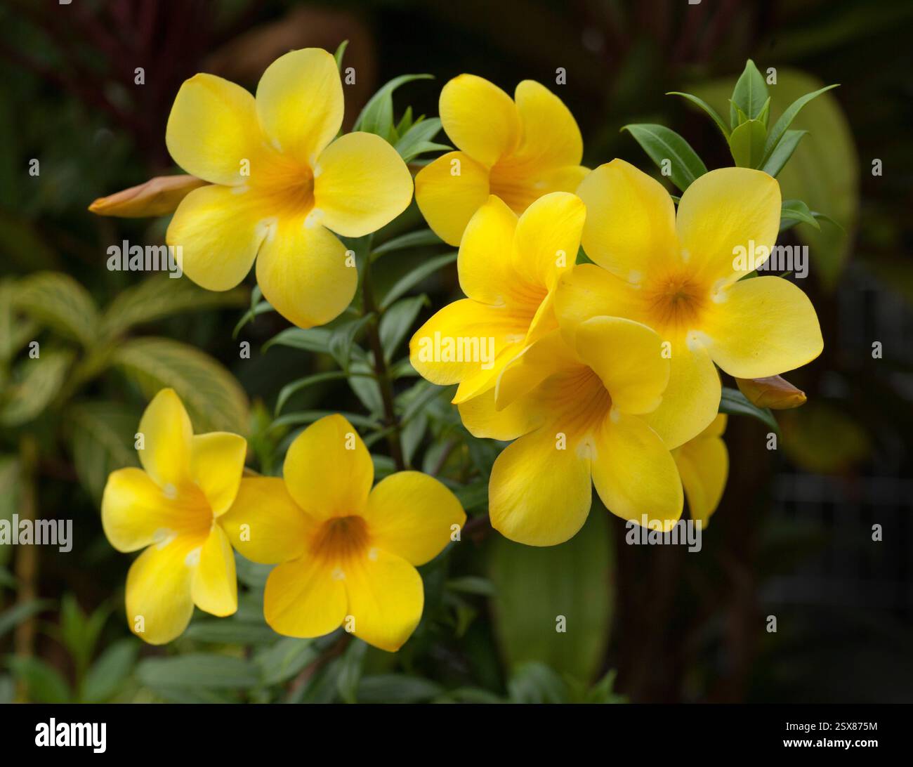 Allamanda cathartica, communément appelé trompette dorée ou trompetvine commune, allamanda jaune Banque D'Images