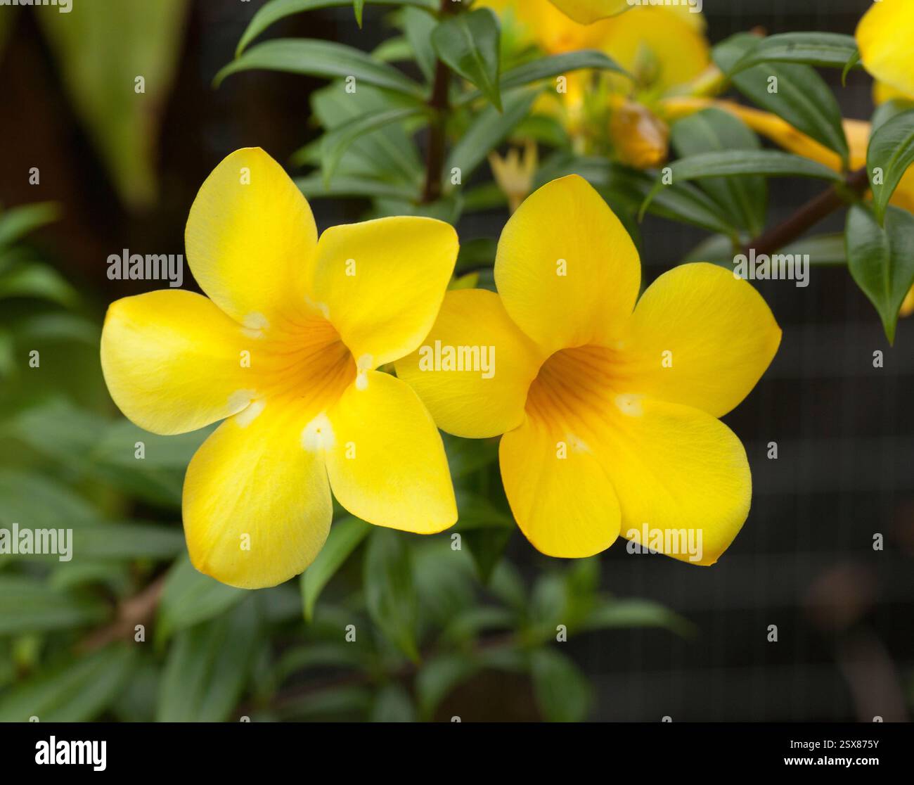Allamanda cathartica, communément appelé trompette dorée ou trompetvine commune, allamanda jaune Banque D'Images