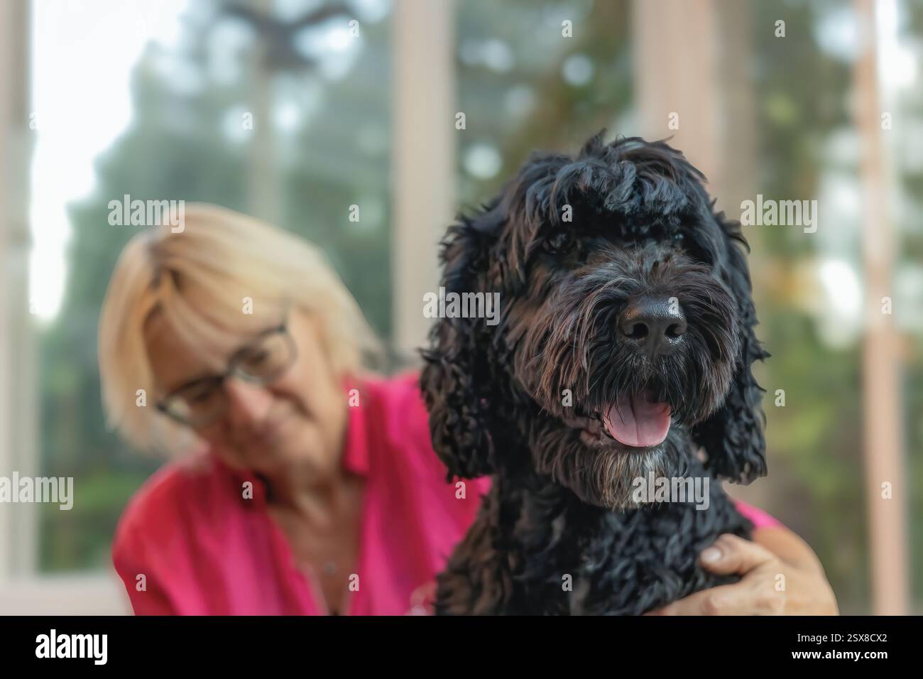 Le toiletteur tient un chien d'eau portugais. Horizontalement. Banque D'Images