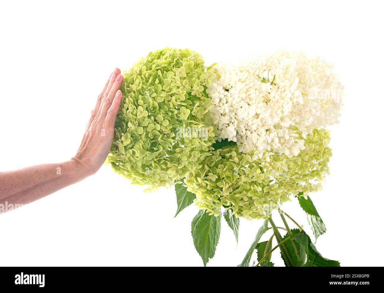 Hortensia blanche et verte devant un fond blanc Banque D'Images