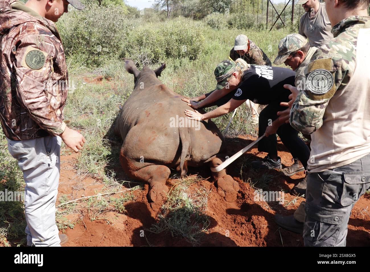 Opération d'écorçage des rhinocéros dans une ferme privée de la province du Limpopo en Afrique du Sud comme mesure anti-braconnage pour protéger ces animaux menacés. Banque D'Images