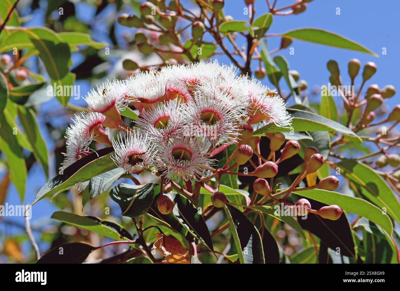 Fleurs blanches et roses de Corymbia ficifolia cultivar Precious Pearl, famille des Myrtacées, originaire d'Australie. Floraison estivale. Banque D'Images