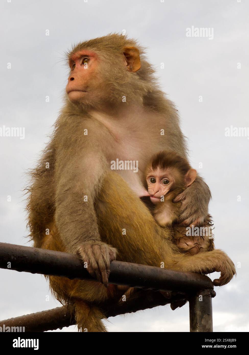 Une mère macaque rhésus berce son bébé au temple des singes Swayambhunath à Katmandou, au Népal, soulignant les soins maternels dans la faune urbaine. Banque D'Images