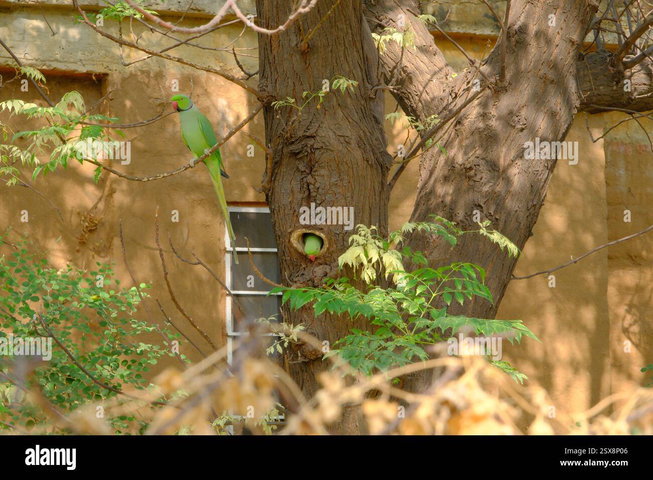 Deux perroquets indiens Ring Neck Banque D'Images