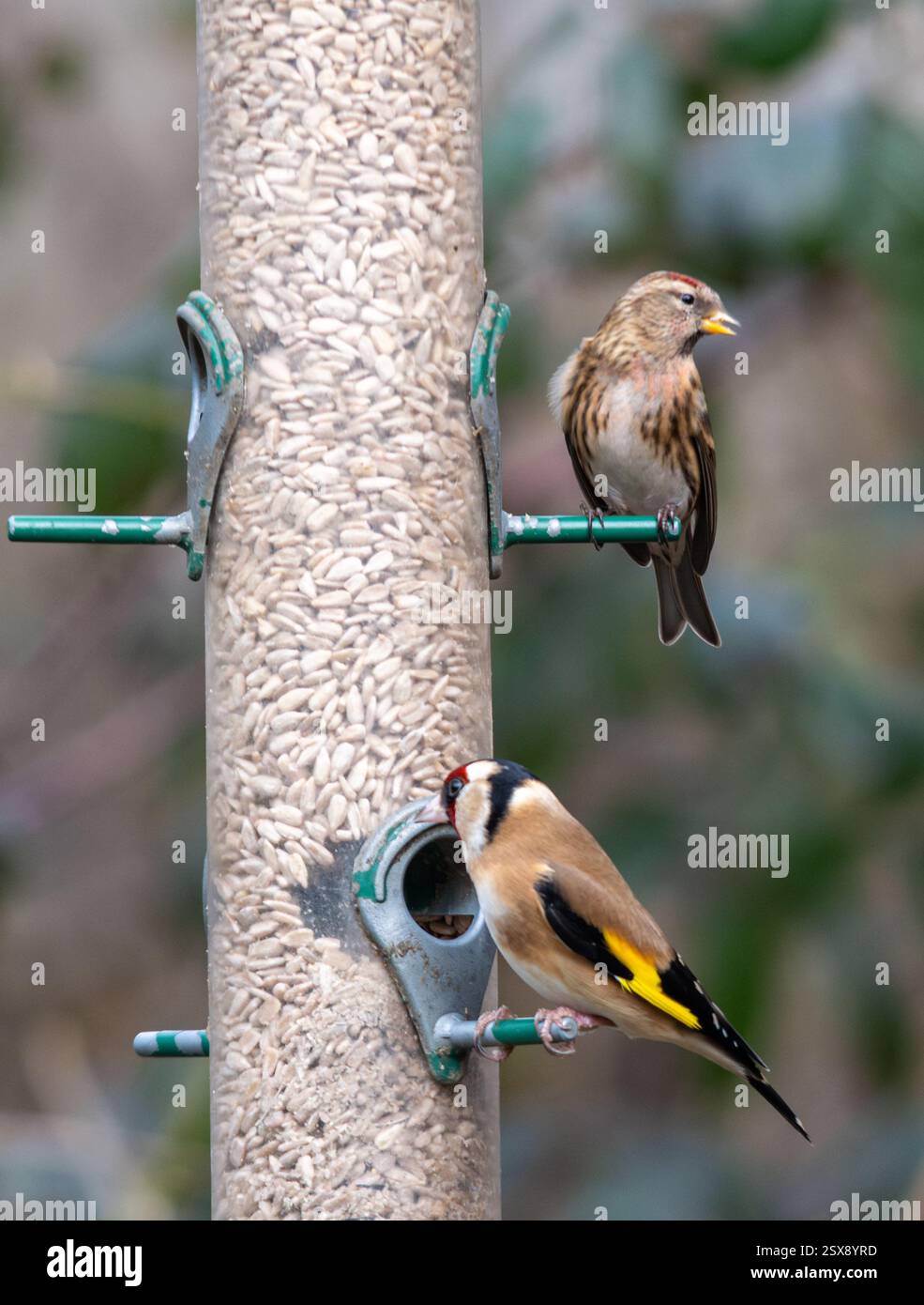 Un redpoll (Acanthis flammea) et un goldfinch (Carduelis carduelis) mangeant des graines de tournesol sur une mangeoire d'oiseaux pendant l'hiver, Angleterre, Royaume-Uni Banque D'Images