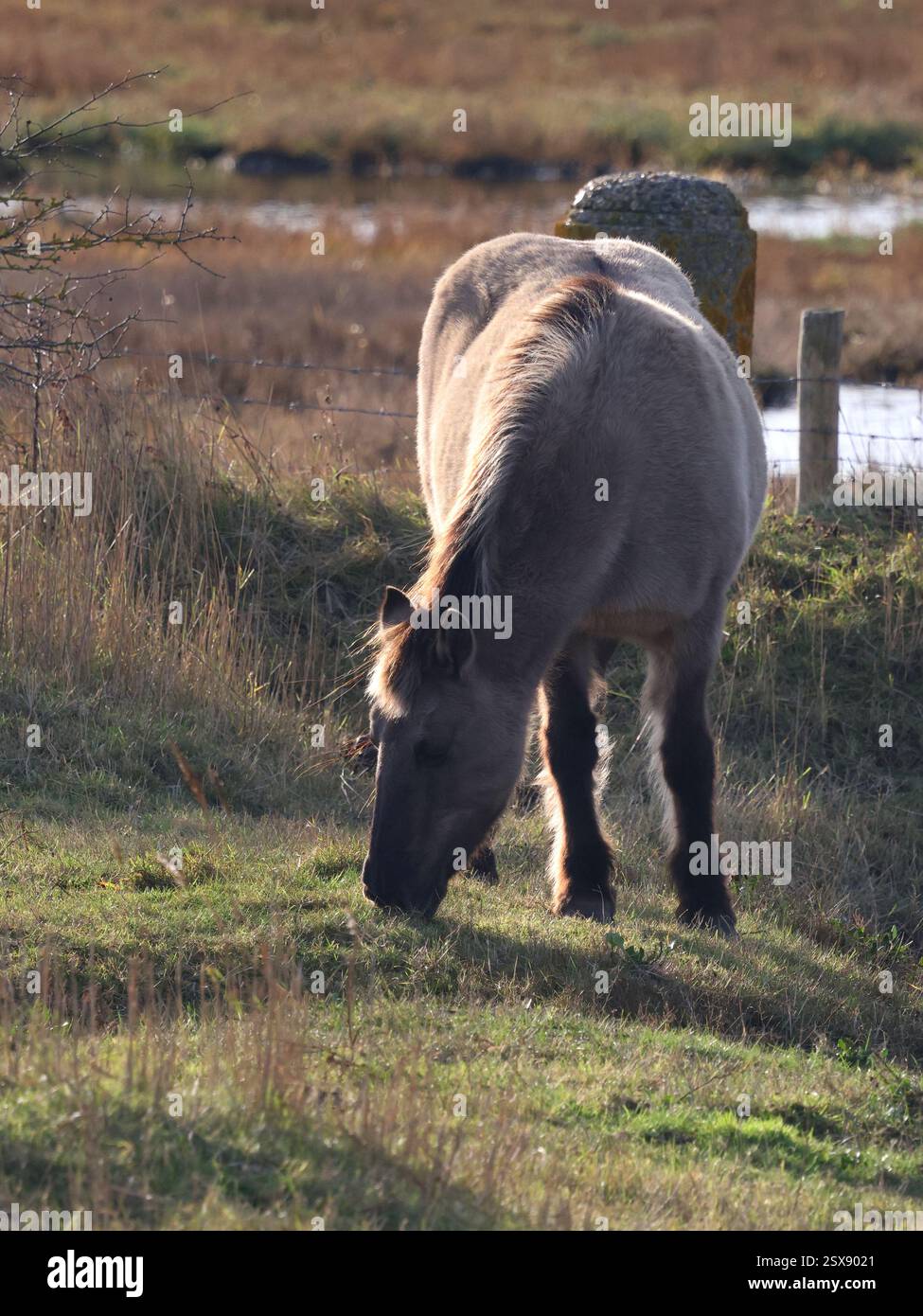 Konik Horse pâturage à la réserve naturelle de Pegwell Bay pour aider conservation et gestion de l'écologie Banque D'Images