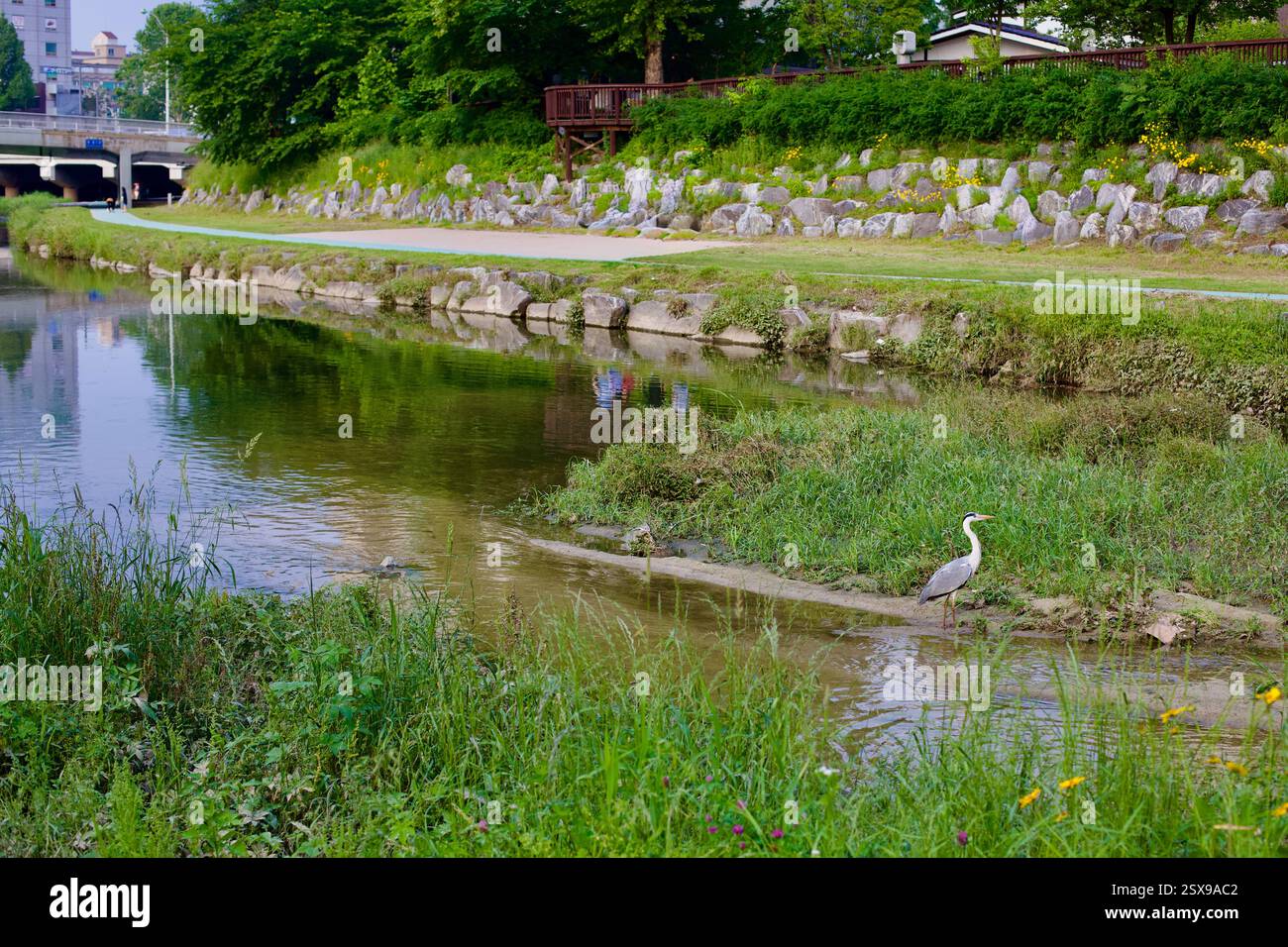 Daejeon, Corée du Sud - 28 mai 2021 : un héron gris se dresse au bord du ruisseau Gapcheon, entouré d'une végétation luxuriante, avec une passerelle piétonne et Banque D'Images