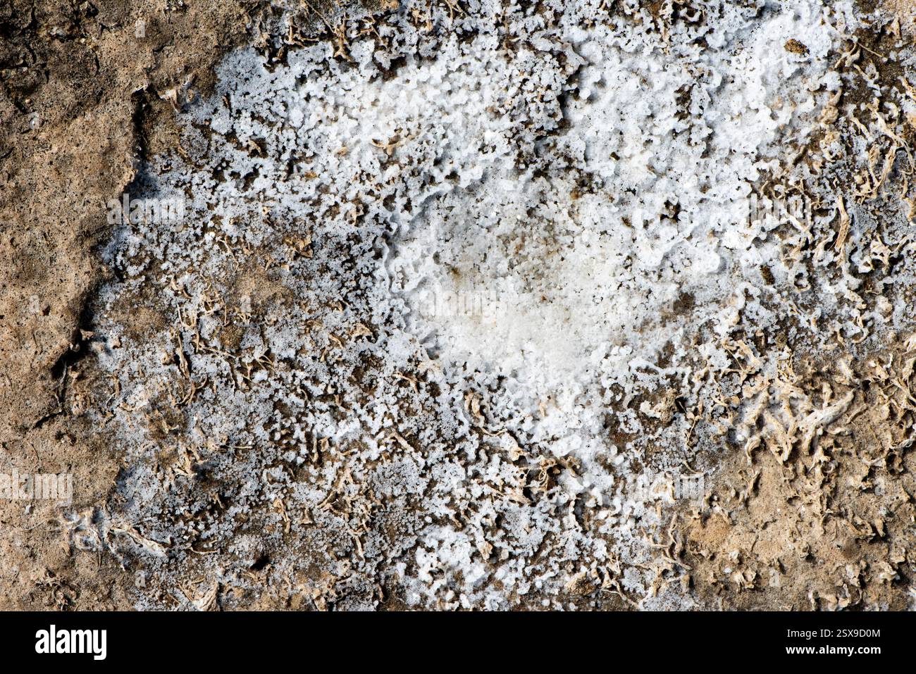 Gros plan d'une croûte de sel blanche se formant sur une terre sèche et fissurée, un dépôt minéral naturel dans un environnement aride et altéré Banque D'Images