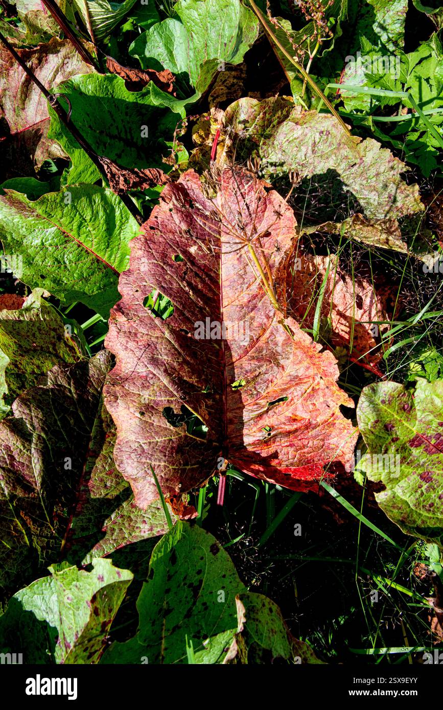 Gros plan d'une feuille de quai rouge en décomposition (Rumex obtusifolius) rétroéclairée par le soleil d'automne, révélant des textures étonnantes et la beauté du changement saisonnier Banque D'Images