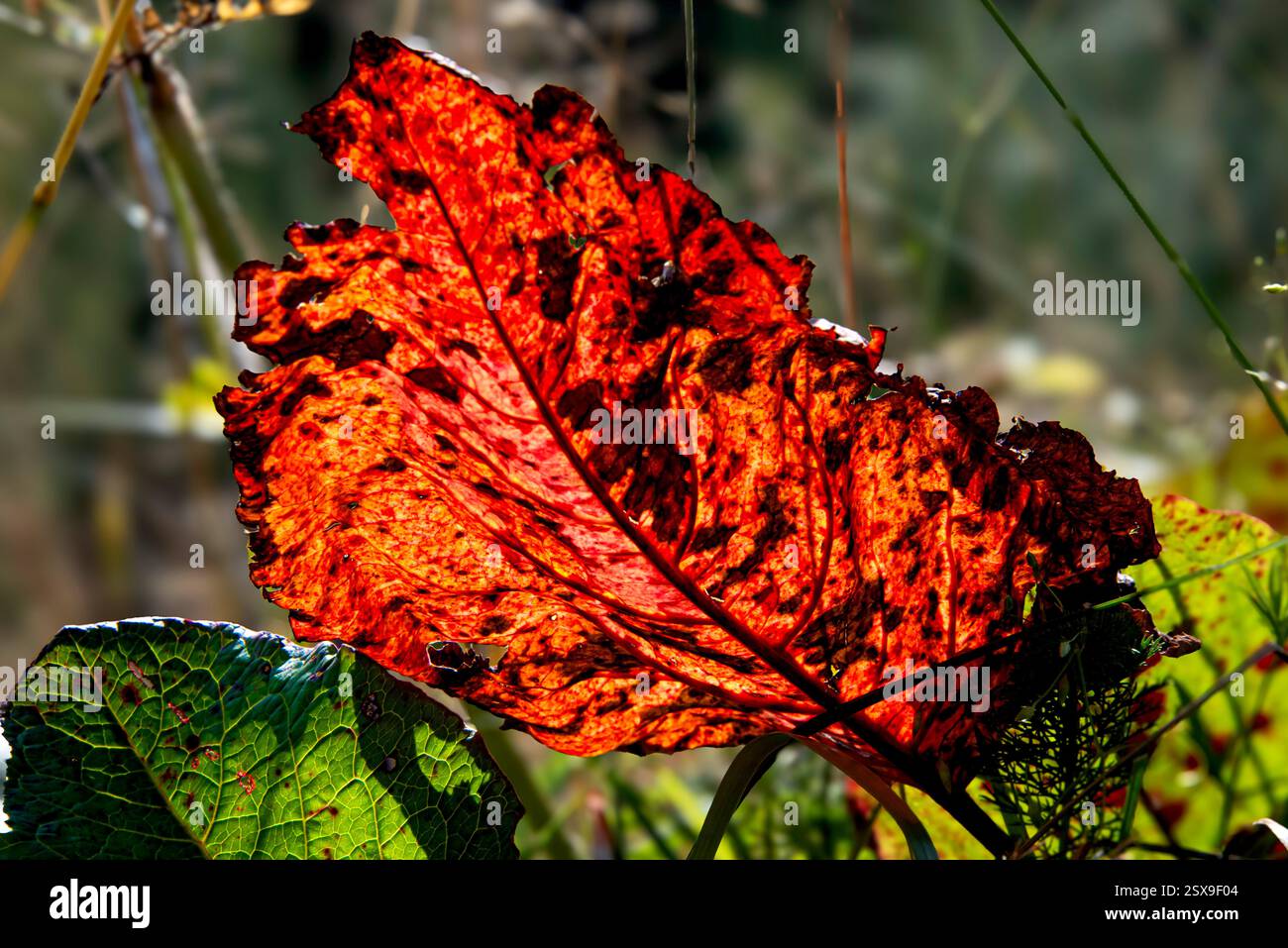 Gros plan d'une feuille de quai rouge en décomposition (Rumex obtusifolius) rétroéclairée par le soleil d'automne, révélant des textures étonnantes et la beauté du changement saisonnier Banque D'Images