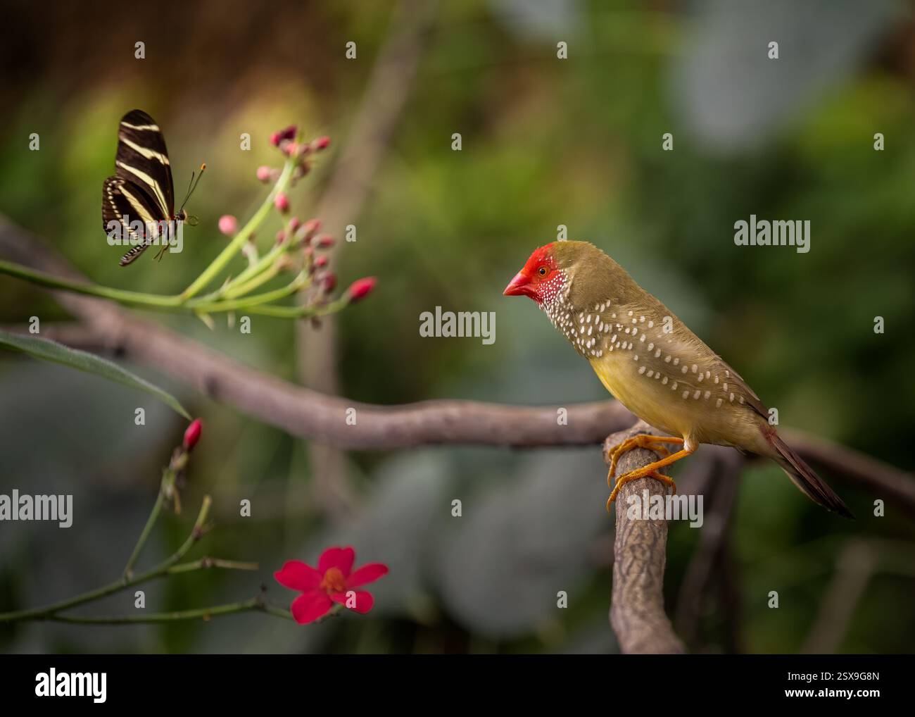 Star Finch et papillon Banque D'Images