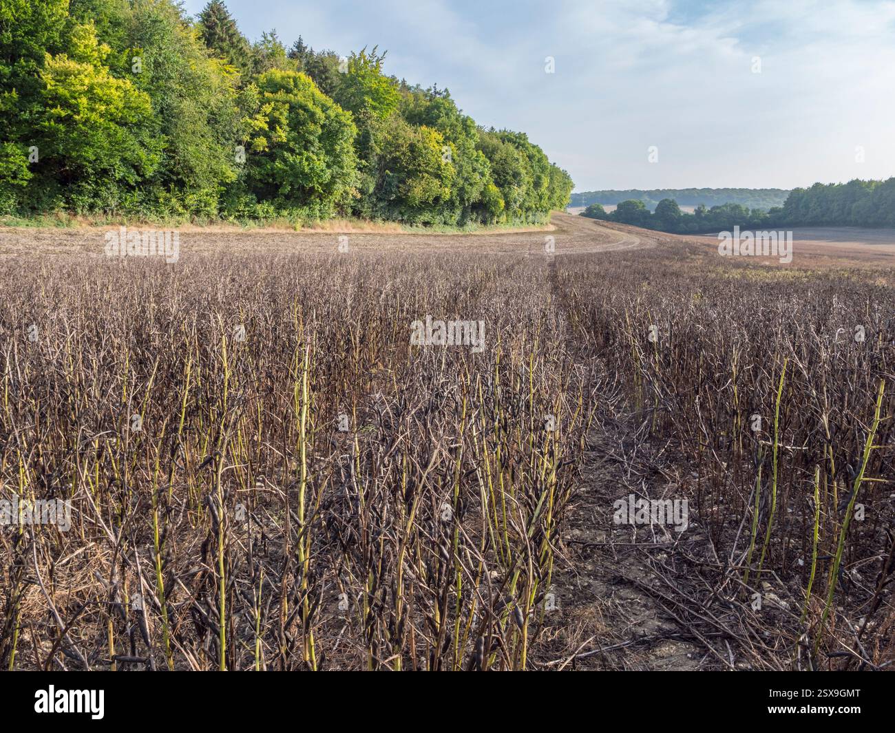 Les fèves proches de la récolte dans un champ près de Chesham, Buckinghamshire, Royaume-Uni. Banque D'Images