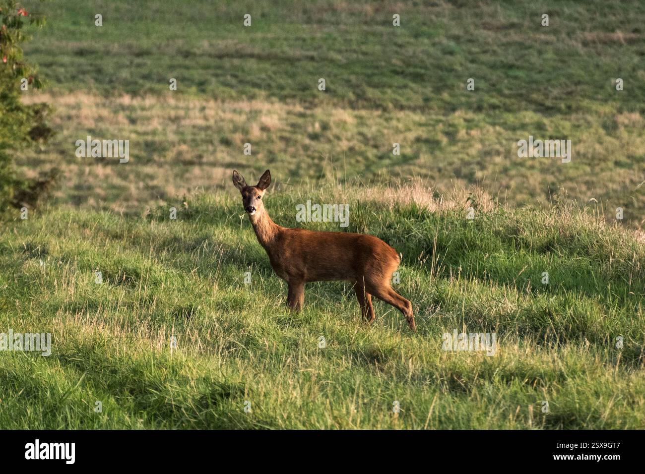 Une femelle (arrière) cerf rouge près de Chesham, Buckinghamshire, Royaume-Uni. Banque D'Images
