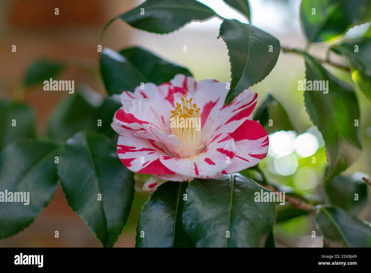 Fleur de camélia blanche et rouge. Camellia japonica ou plante à feuilles persistantes ornementales communes de camélia. Fleur de camélia japonais et feuillage brillant. Banque D'Images