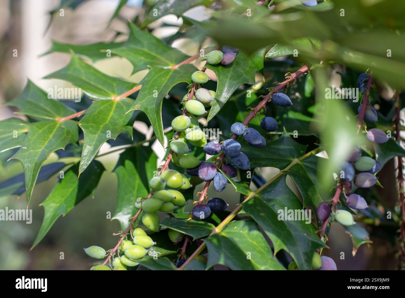 Fruits de Mahonia aquifolium. Branches de Berberis aquifolium avec des baies mûres bleu-noir foncé et vert en gros plan. Raisin de l'Oregon ou épine-friche o Banque D'Images