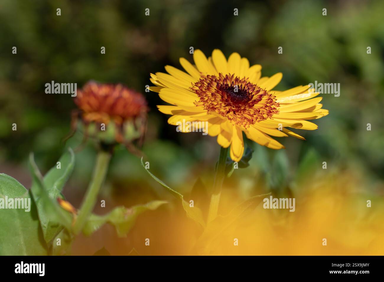 Variété Calendula officinalis aux fleurs jaune doré avec un double centre foncé. Fleur de souci brillante. Banque D'Images