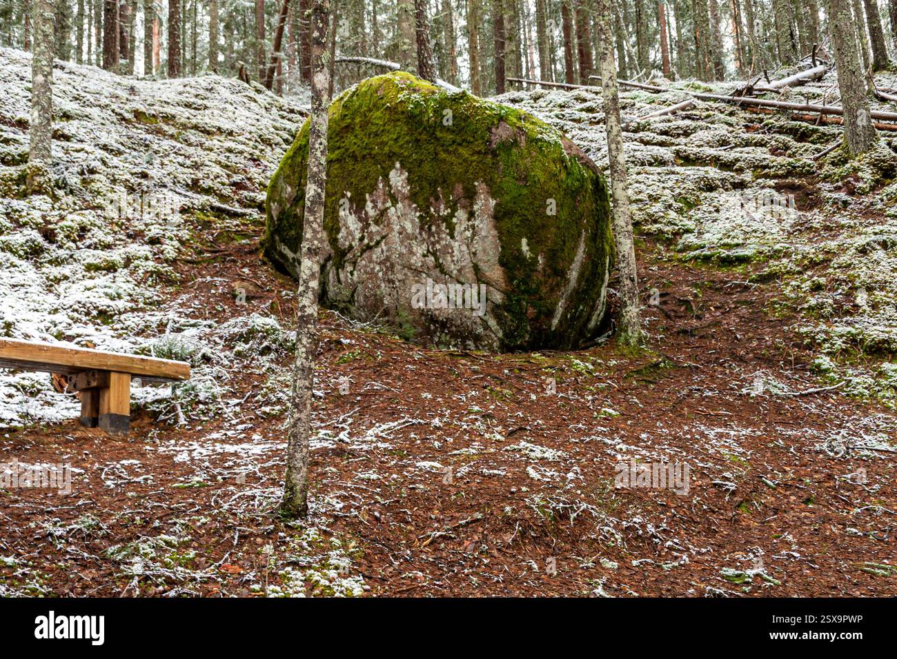Paysage d'hiver avec forêt, arbres enneigés magiques, pierres enneigées, magnifique journée d'hiver, Lettonie Banque D'Images