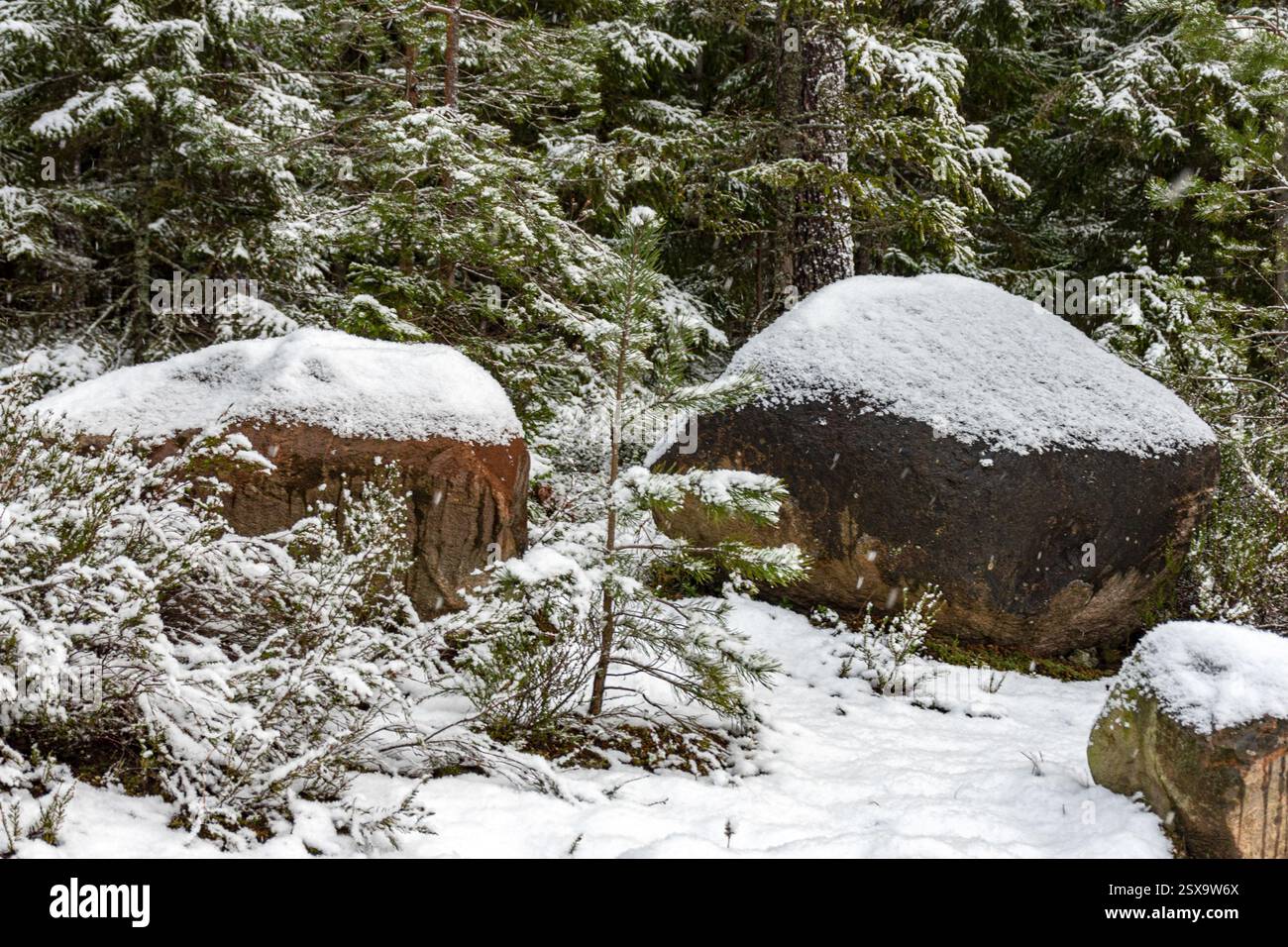 Paysage d'hiver avec forêt, arbres enneigés magiques, pierres enneigées, magnifique journée d'hiver, Lettonie Banque D'Images