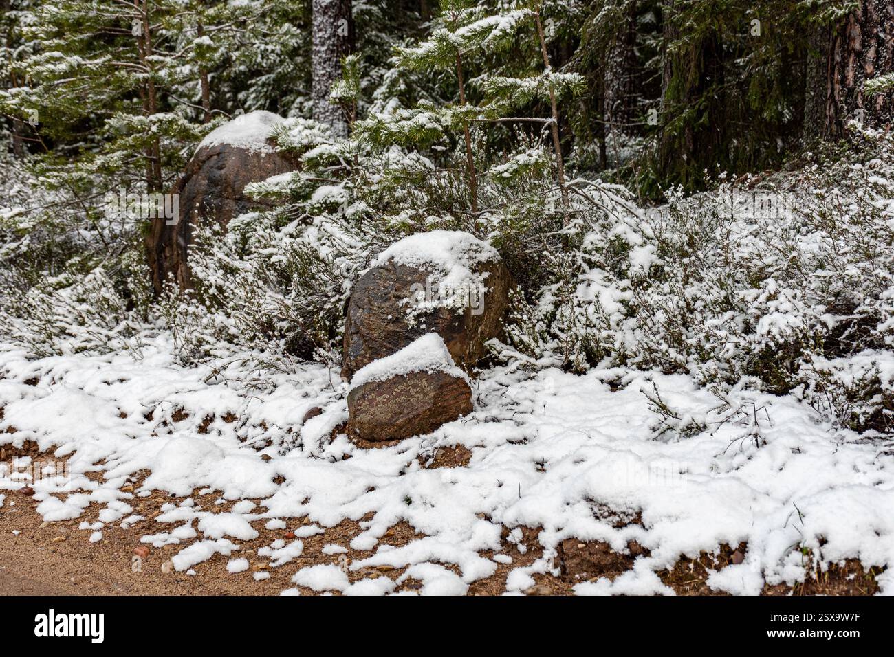 Paysage d'hiver avec forêt, arbres enneigés magiques, pierres enneigées, magnifique journée d'hiver, Lettonie Banque D'Images