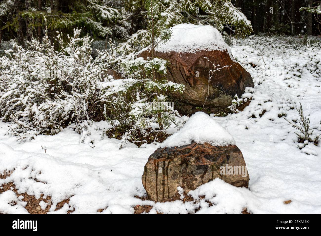Paysage d'hiver avec forêt, arbres enneigés magiques, pierres enneigées, magnifique journée d'hiver, Lettonie Banque D'Images