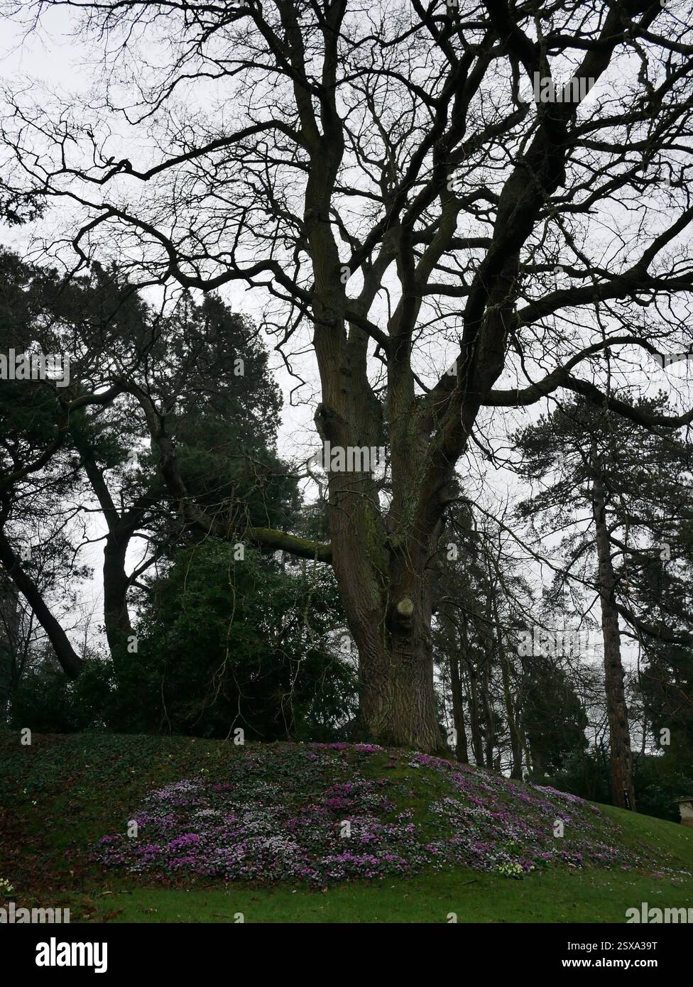 Crocus fleurissant sous les arbres dans le parc paysager du campus de l'Université d'Exeter. Exeter, Devon, Royaume-Uni Banque D'Images