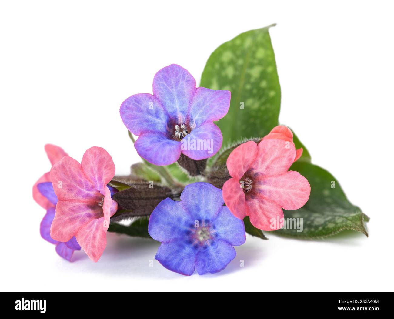 lungwort commun (Pulmonaria officinalis) isolé sur blanc Banque D'Images