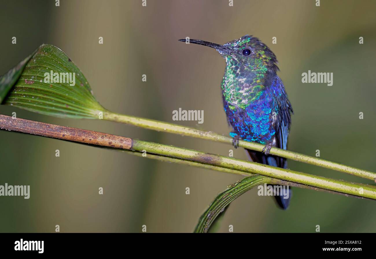 Colibri à ventre violet (Chlorestes julie) de Mindo, Équateur. Banque D'Images