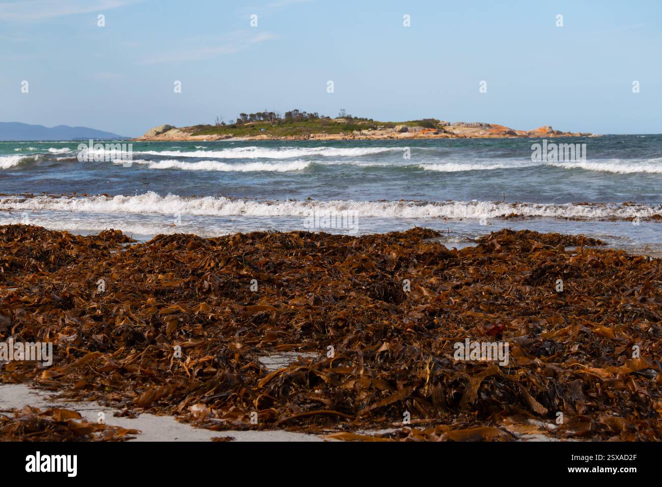 Varech de mer Macrocystis pyrifera a débarqué sur la plage de Red Bill surplombant Diamond Island, côte est de la Tasmanie Banque D'Images