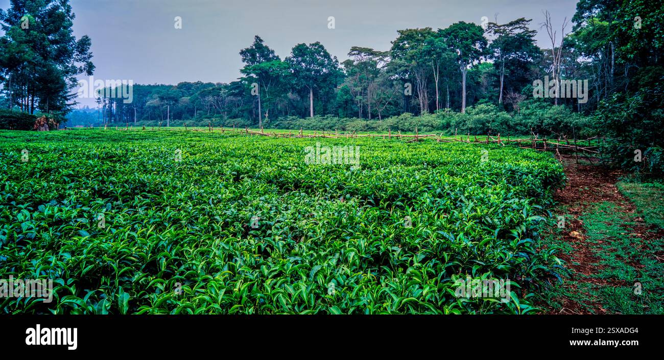 Plantation de thé, Kenya Banque D'Images