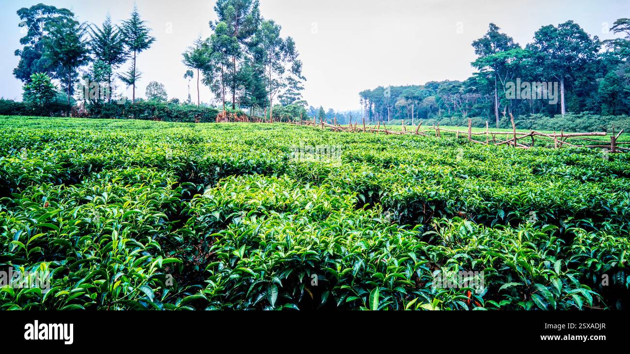 Plantation de thé, Kenya Banque D'Images