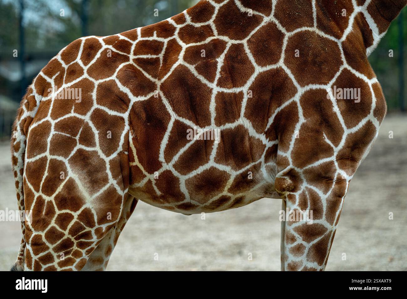 Motif de peau de girafe. Zoo de Karlsruher, Baden Wuerttemberg, Allemagne Banque D'Images