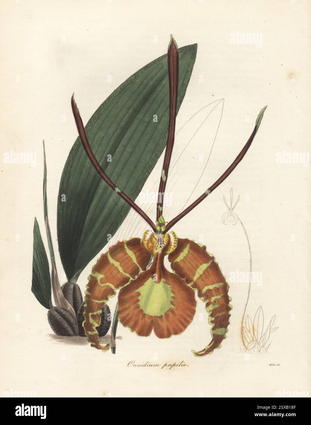 Orchidée papillon, Psychopsis papilio. Importé de Trinidad par le chasseur d'orchidées Eduard Freiherr von Schack, baron de Schack. Trouvé au Panama, Trinidad, Colombie, Venezuela, Suriname, Guyane française et Brésil. Papillon oncidium, Oncidium papilio. Gravure sur cuivre colorée à la main d'après une illustration botanique de Miss R. Mills de Benjamin Maund et The Botanist du révérend John Stevens Henslow, Londres, 1836. Banque D'Images