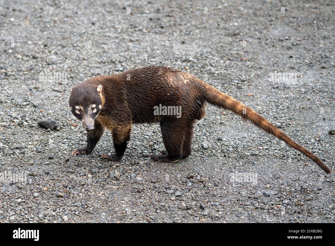 Un coati avec une longue queue marche sur un chemin de gravier. Banque D'Images