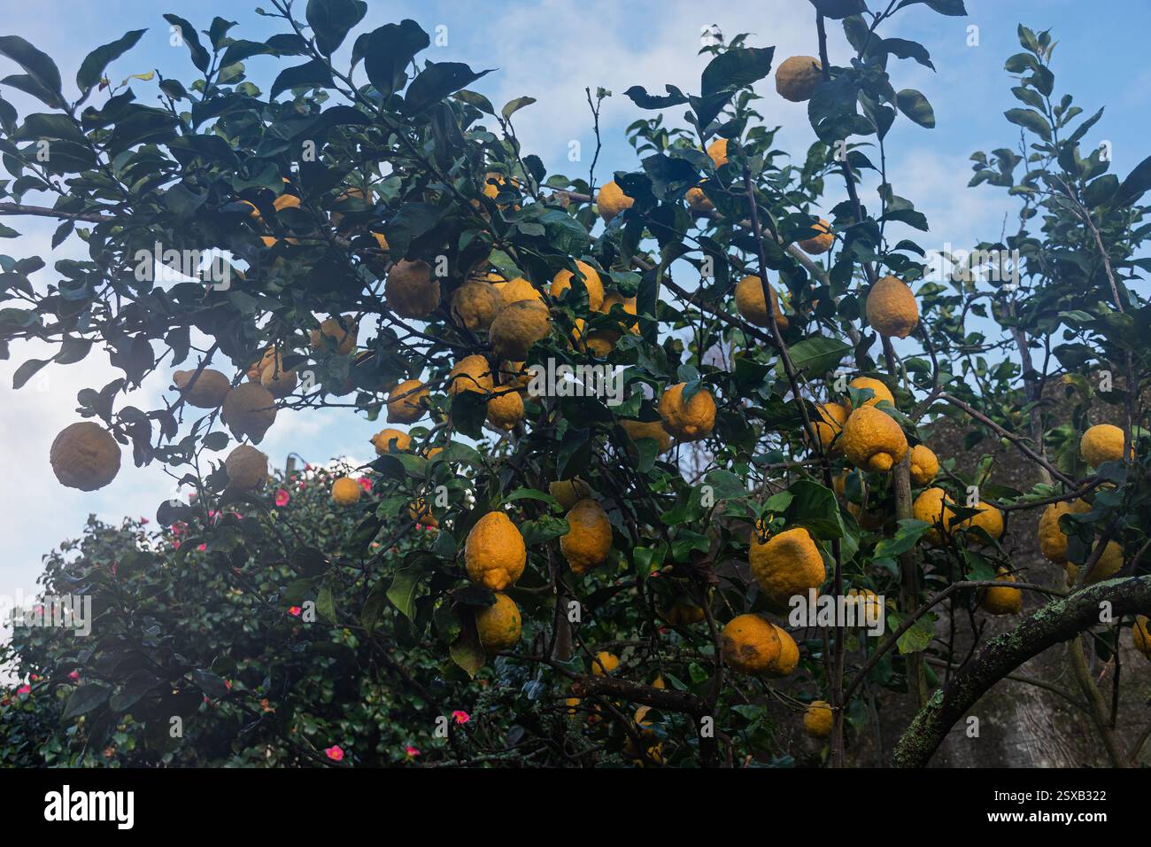 Un citronnier florissant rempli de citrons jaune vif mûrissant sous la lumière du soleil. Les feuilles vertes luxuriantes contrastent magnifiquement Banque D'Images
