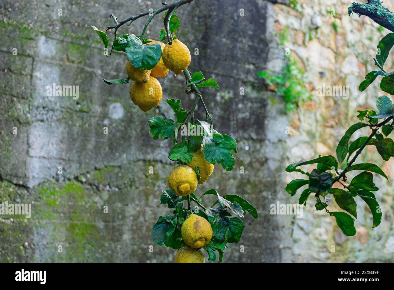 Un citronnier florissant rempli de citrons jaune vif mûrissant sous la lumière du soleil. Les feuilles vertes luxuriantes contrastent magnifiquement Banque D'Images