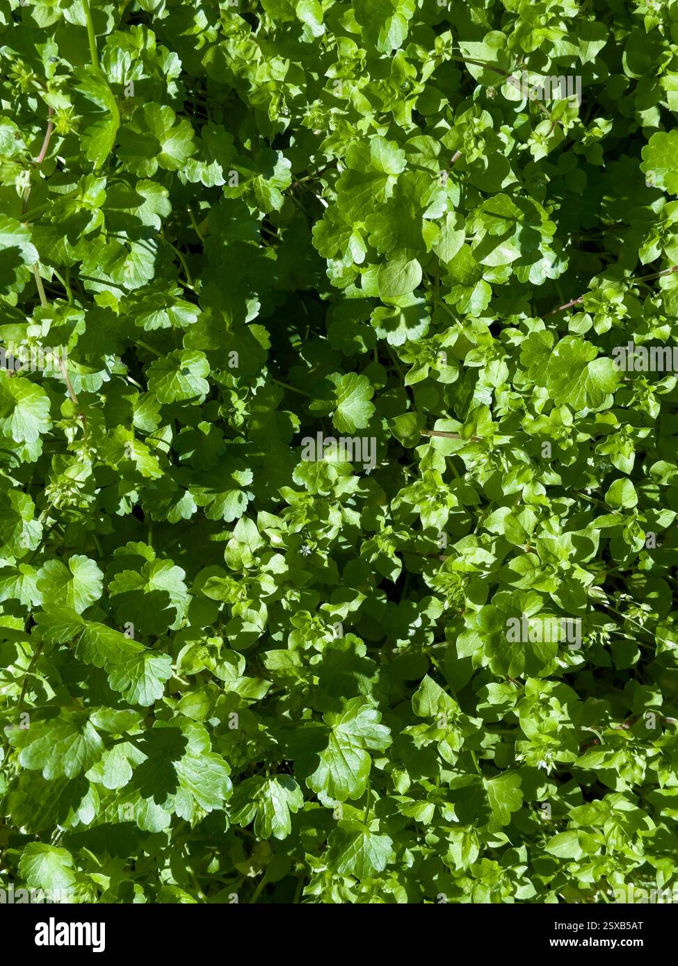 Feuilles vertes luxuriantes de larmes de bébé Soleirolia soleirolii créant un fond de feuillage naturel Banque D'Images