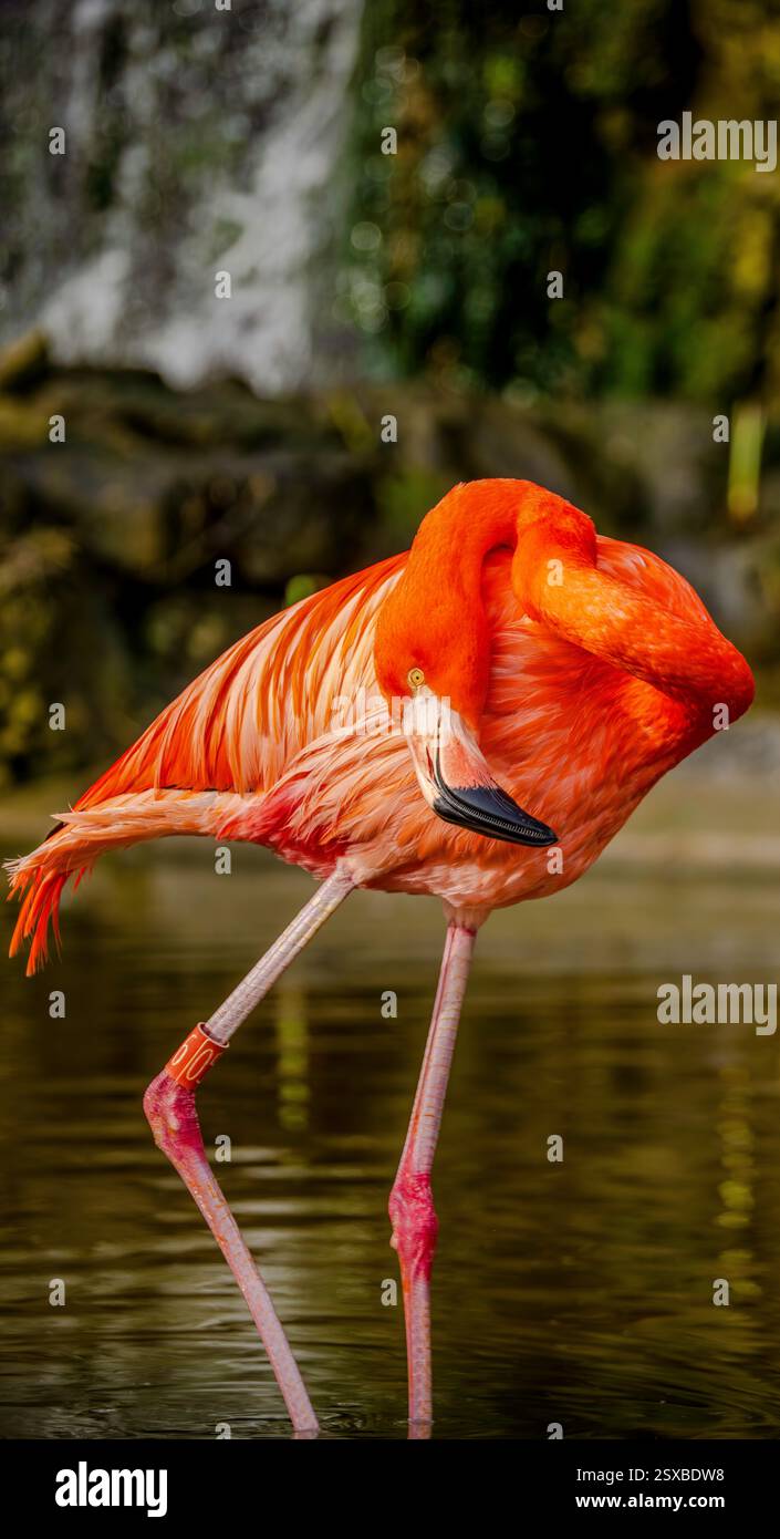 Gracieux flamant rouge orange pataugant dans les eaux peu profondes avec un cou courbé et des plumes éclatantes affichant la splendeur tropicale dans une scène sauvage audacieuse Banque D'Images