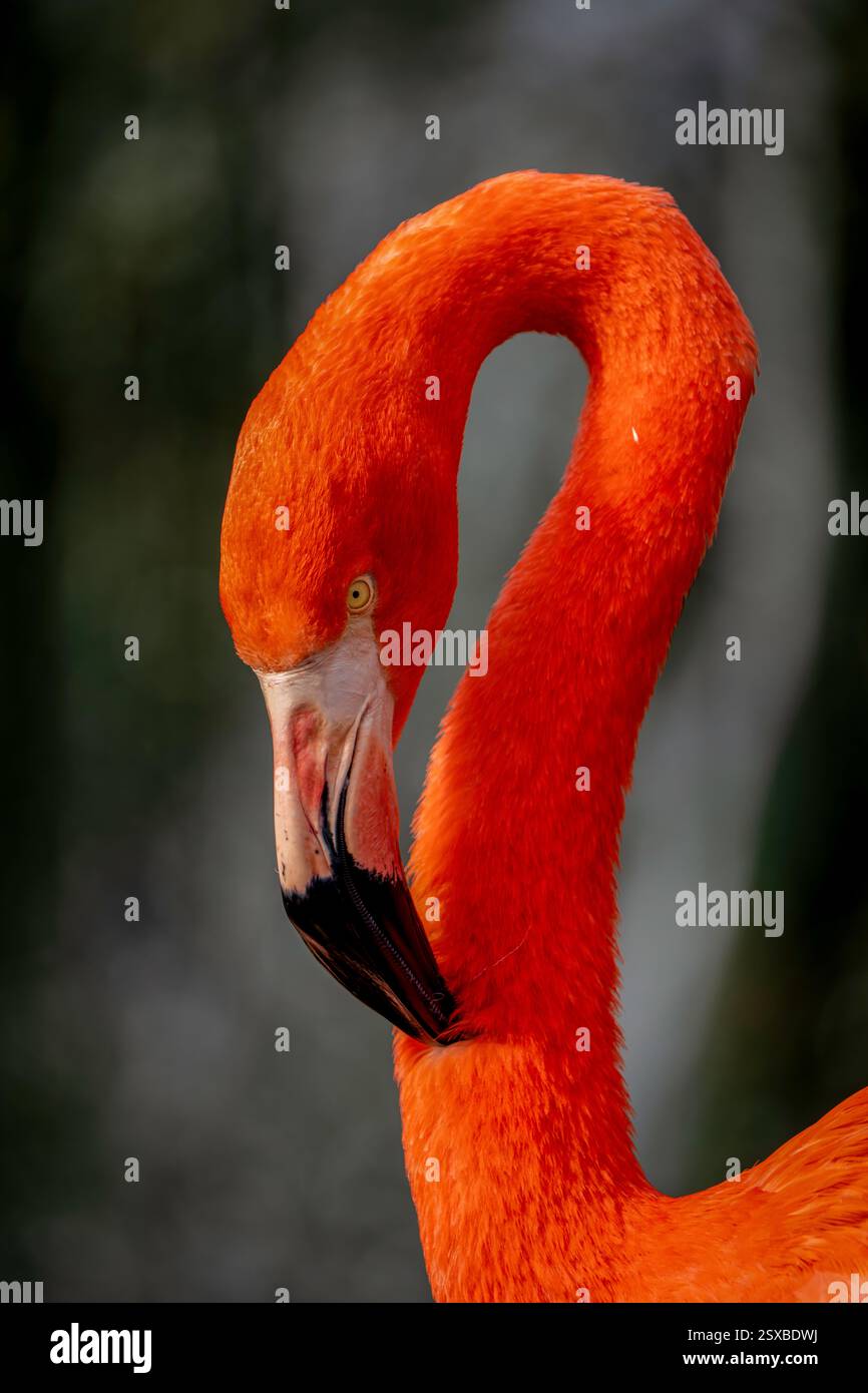 Flamant rouge orange éclatant américain avec un cou élégant et un bec gras reflétant la majesté dans un portrait vibrant de Poise et Grace sous une lumière chaude Banque D'Images